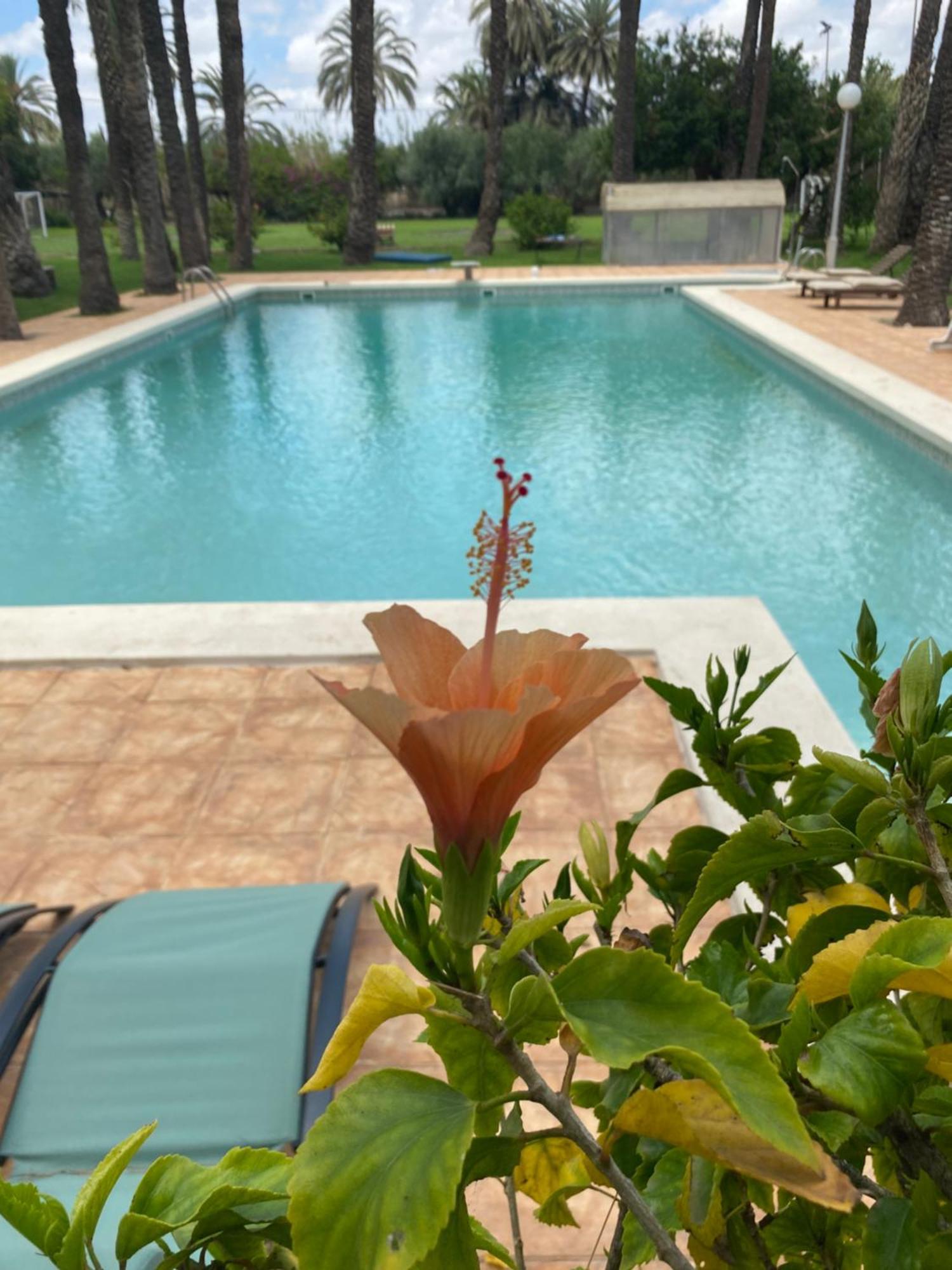 Pink Lemon House Bed and Breakfast Elche Eksteriør billede